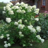 Hydrangea paniculata erli sensation: sadnja i njega, fotografije, recenzije